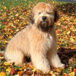 Terrier Wheaten Irlandais Coated Wheaten