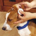 Comment nettoyer les oreilles des chiens et des chats?