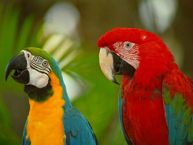 Comment donner le médicament aux oiseaux?
