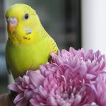 Comment nommer un perroquet Comment nommer un perroquet