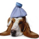 Comment puis-je savoir si votre chien est malade?