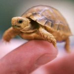 Comment déterminer le sexe d'une tortue?