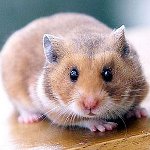 Comment déterminer le sexe d'un hamster