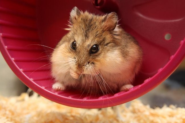 Comment déterminer le sexe d'un hamster