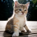 Comment déterminer le sexe du chaton?