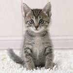 Comment déterminer l'âge d'un chaton