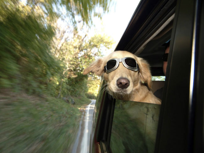 Comment préparer un animal pour un voyage