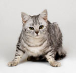 Comment comprendre un chat?