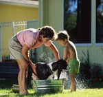 Comment correctement baigner les chiens? Comment correctement baigner les chiens?
