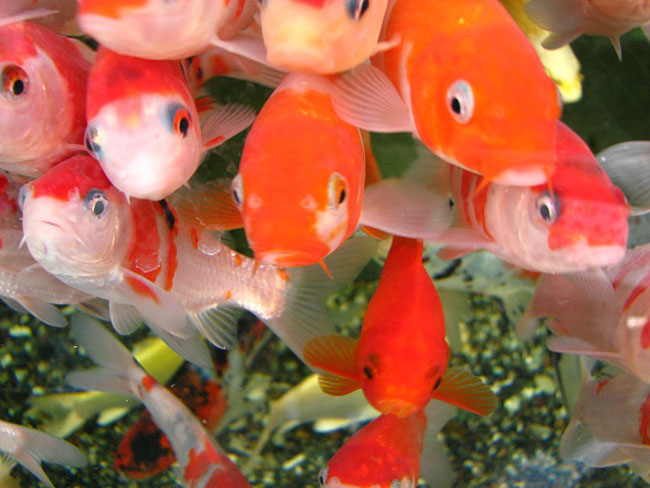 Comment correctement transporter les poissons d'aquarium?