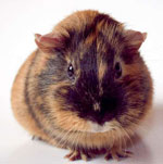 Comment correctement soigner les cochons d'Inde?