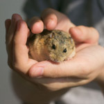 Comment apprivoiser un hamster