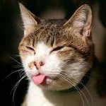 Comment faire une piqûre un chat Comment faire une piqûre un chat