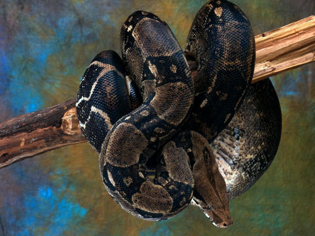 Comment garder un serpent à la maison?