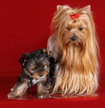 Comment prendre soin d'une chienne enceinte