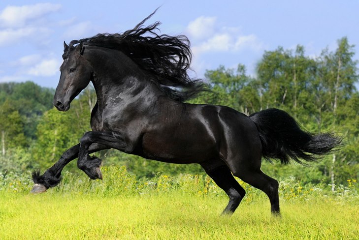 Comment prendre soin d'un cheval: un guide pour prendre soin d'une vidéo