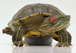 Comment prendre soin d'une tortue d'eau douce?