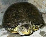 Tortue des marais européenne