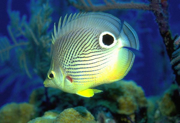 Comment puis-je savoir si un poisson d'aquarium est en bonne santé?