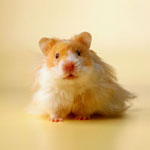 Comment choisir un hamster?
