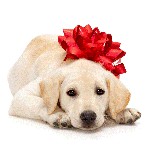 Comment choisir un chiot? Comment choisir un chiot?