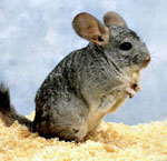 Comment choisir un chinchilla? Comment choisir un chinchilla?