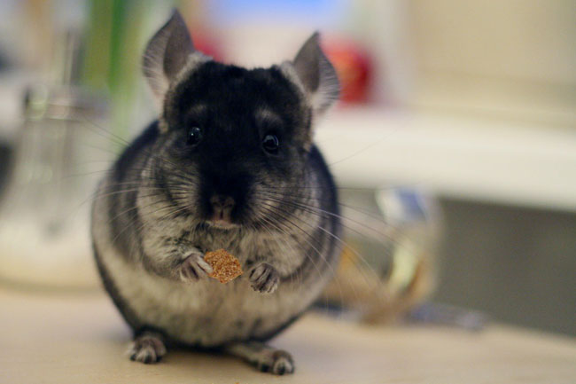 Comment choisir un chinchilla?