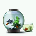 Comment l'aquarium est-il nettoyé? Comment l'aquarium est-il nettoyé?