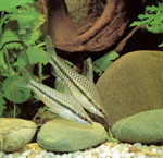 Quels appareils sont nécessaires pour l'aquarium? Quels appareils sont nécessaires pour l'aquarium?