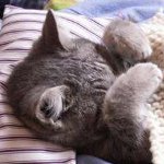 Calcitovirus chez les chats