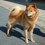 Karelo-Finlandais Laika (Spitz finlandais) Karelo-Finlandais Laika (Spitz finlandais)