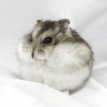 Hamsters nains