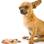Les chiens nains: que nourrir?