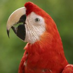 Tiques de perroquets