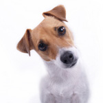 Surnoms des chiens et leur signification Surnoms des chiens et leur signification