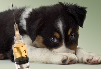 Quand vacciner un chiot: schémas et calendrier des vaccinations