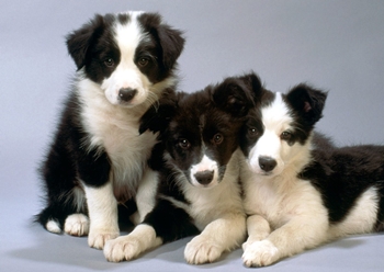 Quand vacciner un chiot: schémas et calendrier des vaccinations
