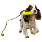 Equipe le chien. Aport! Equipe le chien. Aport!