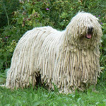 Komondor: Chien de berger hongrois