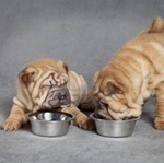 Nourriture pour shar pei
