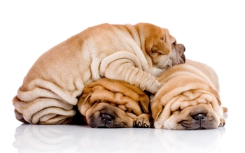 Nourriture pour shar pei