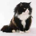 Excrétion de chat: que faire?