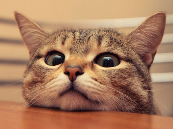 Excrétion de chat: que faire?