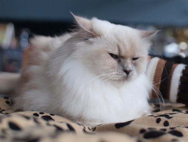 Excrétion de chat: que faire?