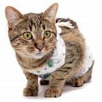 Chat après la chirurgie: comment prendre soin