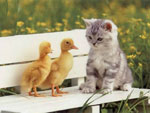 Chat et souris: chaton, oiseaux et rongeurs dans la maison