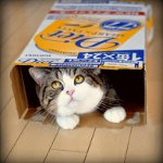 Cote Maru est une star de l'Internet Cote Maru est une star de l'Internet