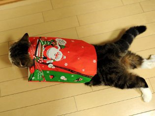 Cote Maru est une star de l'Internet Cote Maru est une star de l'Internet