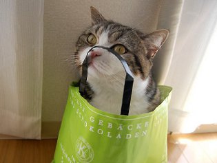 Cote Maru est une star de l'Internet Cote Maru est une star de l'Internet
