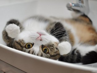 Cote Maru est une star de l'Internet Cote Maru est une star de l'Internet